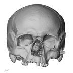 DV13-1 Homo sapiens cranium anterior