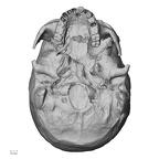 DV13-1 Homo sapiens cranium inferior