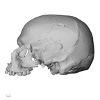 DV13-1 Homo sapiens cranium lateral