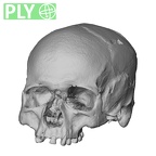DV13-1 Homo sapiens cranium ply