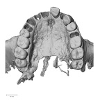 DV13-1 Homo sapiens maxilla inferior
