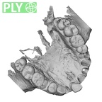 DV13-1 Homo sapiens maxilla ply