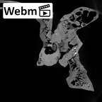 DV13-1 Homo sapiens temporal left ct stack movie