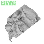 DV13-1 Homo sapiens temporal left ply