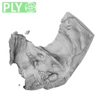 DV13-1 Homo sapiens temporal right ply