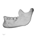 DV13-2 Homo sapiens mandible lateral