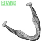 DV13-2 Homo sapiens mandible ply