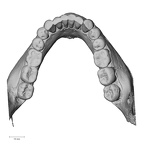 DV13-2 Homo sapiens mandible dentition superior