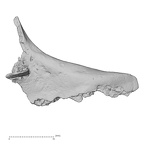 DV14-150 Homo sapiens cranium fragment view 1