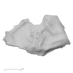 DV14-151 H. sapiens cranium fragment