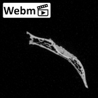 DV14-151 Homo sapiens cranium fragment ct stack movie