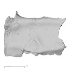 DV14-152 Homo sapiens cranium fragment view 1