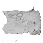 DV14-152 Homo sapiens cranium fragment view 2