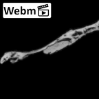 DV14-152 Homo sapiens cranium fragment ct stack movie
