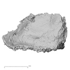 DV14-153 Homo sapiens cranium fragment view 1