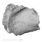 DV14-153 Homo sapiens cranium fragment view 2