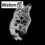 DV14-153 Homo sapiens cranium fragment ct stack movie