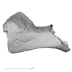 DV14-154 H. sapiens cranium fragment