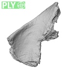 DV14-154 Homo sapiens cranium fragment ply