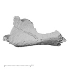 DV14-155 Homo sapiens cranium fragment view 2