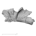 DV14-155 Homo sapiens cranium fragment view 3