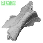 DV14-155 Homo sapiens cranium fragment ply