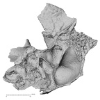 DV14-156 Homo sapiens cranium fragment view 1