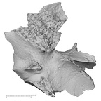 DV14-156 Homo sapiens cranium fragment view 2