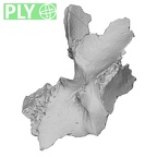 DV14-156 Homo sapiens cranium fragment ply