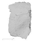 DV14-157 H. sapiens cranium fragment