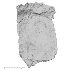 DV14-157 Homo sapiens cranium fragment view 2