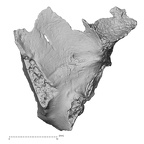 DV14-158 Homo sapiens cranium fragment view 1