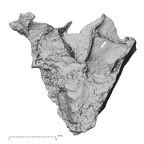 DV14-158 Homo sapiens cranium fragment view 2