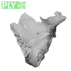 DV14-158 Homo sapiens cranium fragment ply