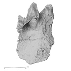 DV14-159 Homo sapiens cranium fragment view 1