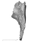 DV14-159 Homo sapiens cranium fragment view 3