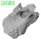 DV14-159 Homo sapiens cranium fragment ply