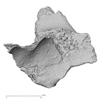 DV14-160 Homo sapiens cranium fragment view 2
