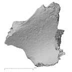 DV14-160 Homo sapiens cranium fragment view 3