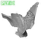 DV14-160 Homo sapiens cranium fragment ply