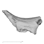 DV14-161 Homo sapiens cranium fragment view 1