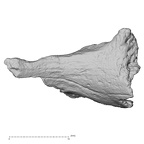 DV14-161 Homo sapiens cranium fragment view 2