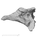 DV14-161 Homo sapiens cranium fragment view 3