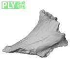 DV14-161 Homo sapiens cranium fragment ply