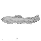 DV14-162 Homo sapiens cranium fragment view 3