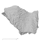 DV14-163 Homo sapiens cranium fragment view 1