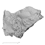DV14-163 Homo sapiens cranium fragment view 2