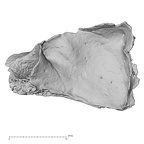 DV14-164 H. sapiens cranium fragment