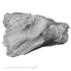 DV14-164 Homo sapiens cranium fragment view 2