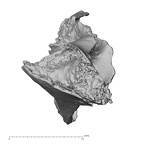 DV14-164 Homo sapiens cranium fragment view 3